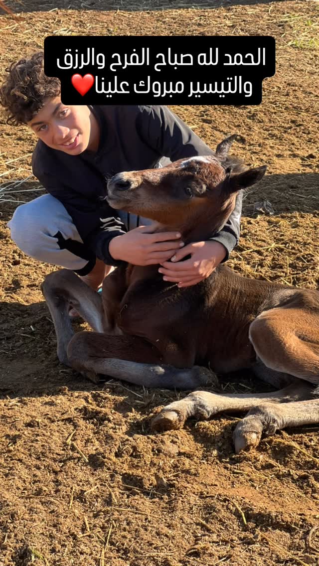 Un enfant avec le poulain de la ferme