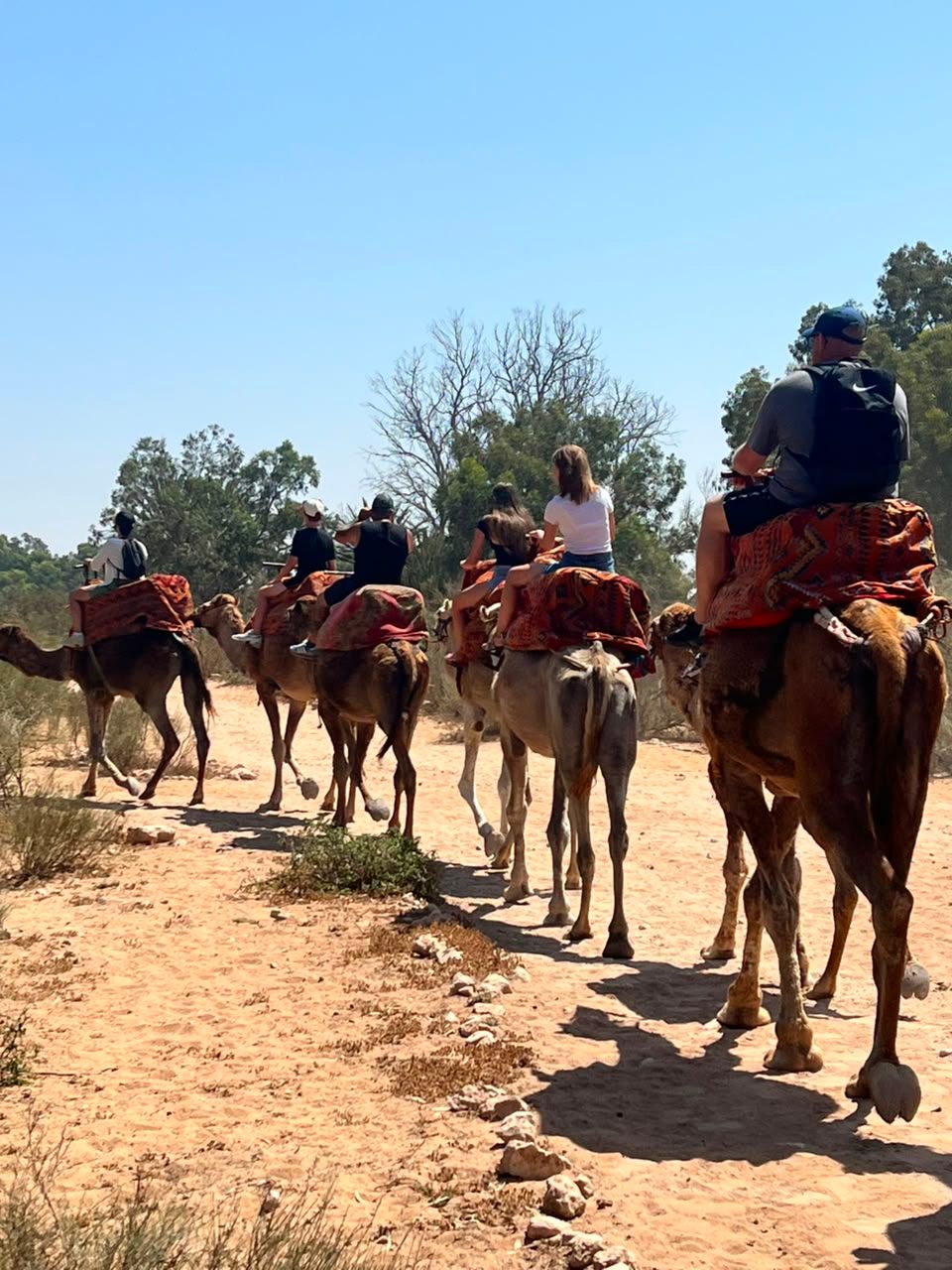 Chameau de la ferme a Agadir
