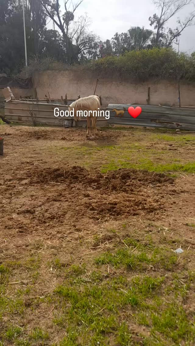Matin à la ferme equestre